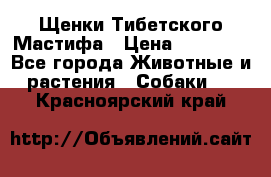 Щенки Тибетского Мастифа › Цена ­ 60 000 - Все города Животные и растения » Собаки   . Красноярский край